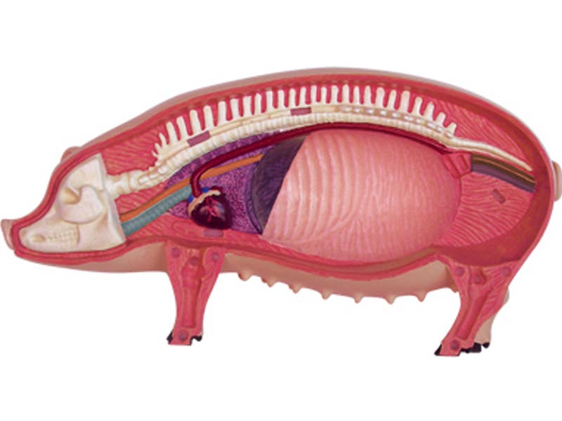 TEDCO Toys - Vente Jouet classique – enfant - Cochon 4D Vision3