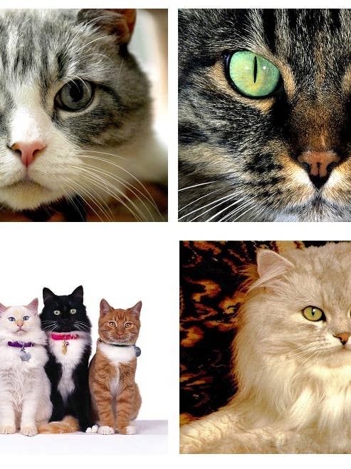 Set 4 Tovagliette plastificate Gatti per la vendita all'ingrosso da parte di DB GROUP SRL