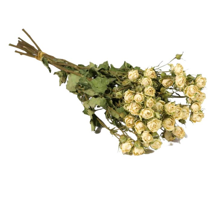 Dried Flowers - Spray Roses Natural White for wholesale by Wildflowers by Floriette