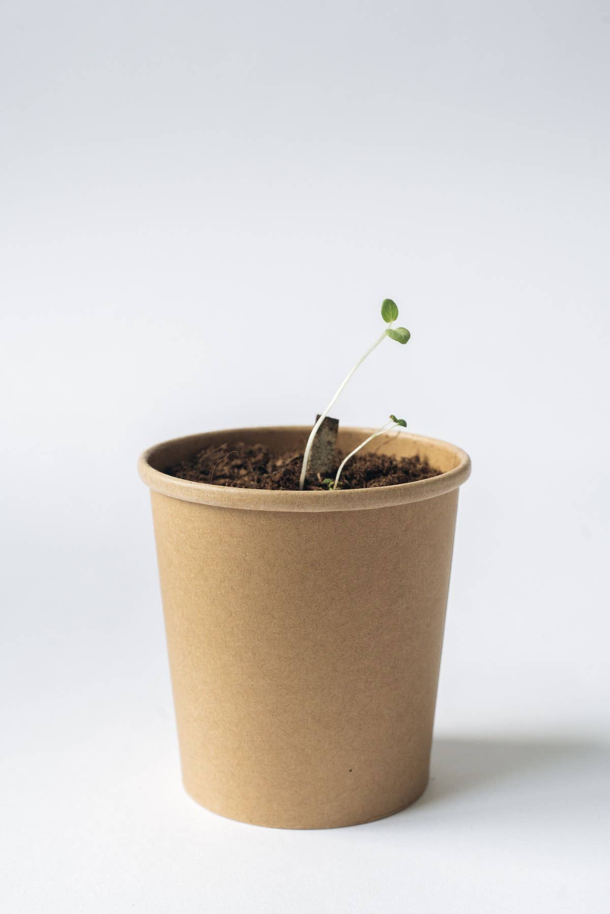 rhoeco - fine organic goods - Venta al por mayor Tés a granel - Mezcla de té de hierbas navideñas - Bébelo y plántalo5