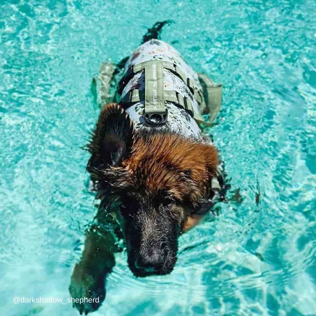 Stylish Hound – Großhandel Haustierjacke – Hund – Evergreen Schwimmweste für Hunde8