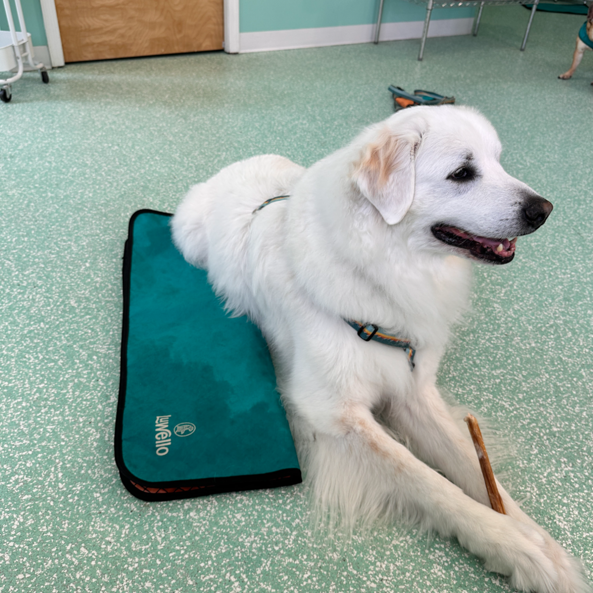 LUWELLO, LLC - Wholesale Pet Bed - Dog - Portable Dog Settle Mat14