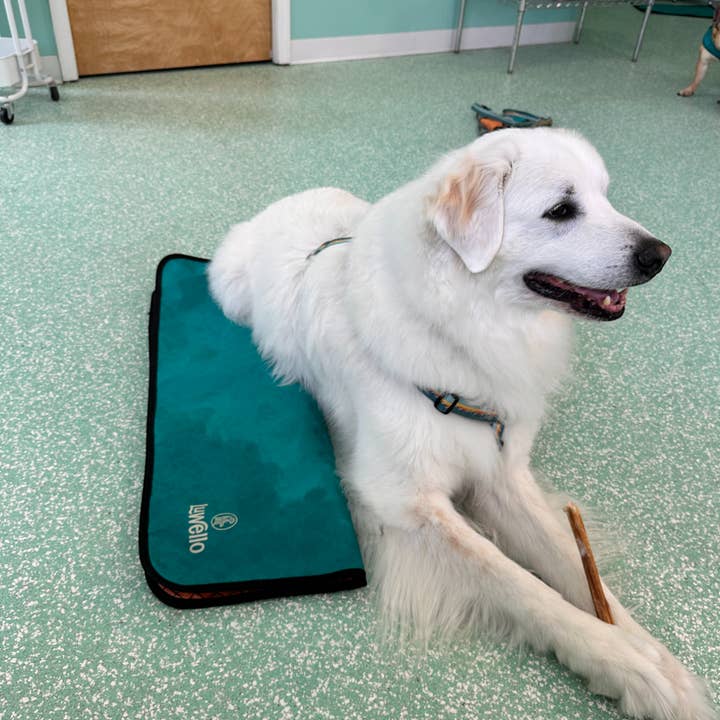 LUWELLO, LLC - Wholesale Pet Bed - Dog - Portable Dog Settle Mat14