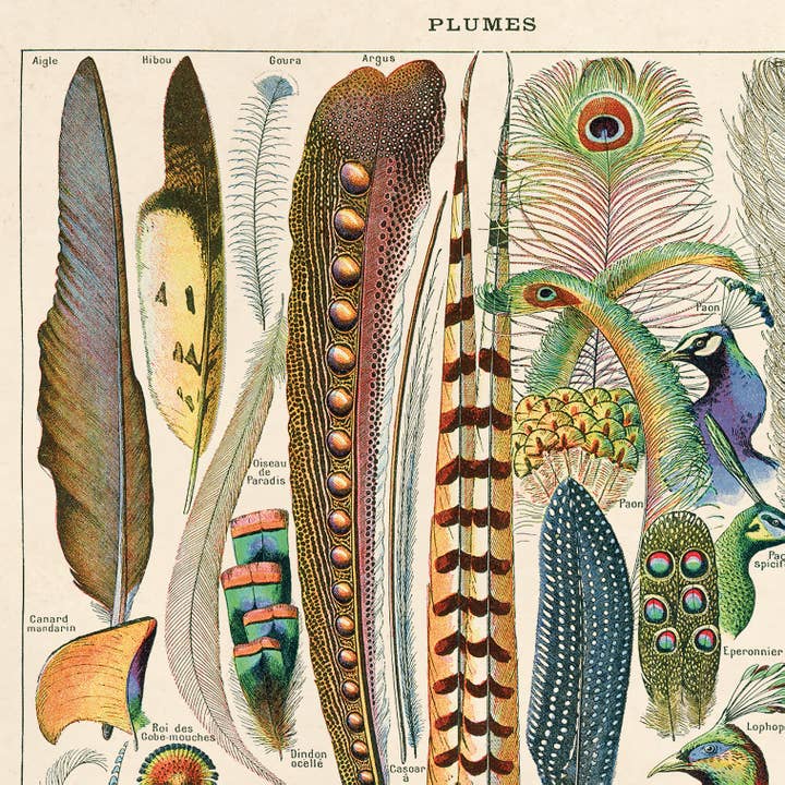 Curious Prints - Wholesale Art Print - Vintage Millot Plumes Bird Feather Print w/ optional frame