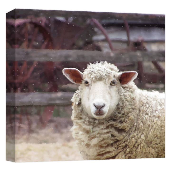 Farmhouse Sheep 22'' x 22'' Canvas Wall Art for wholesale by PTM Images