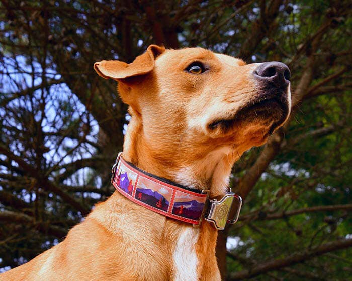 Cycle Dog - Wholesale Pet Collar - Dog - Sasquatch Mountains Dog Collar3