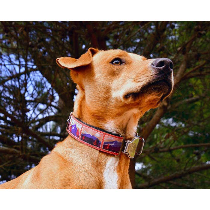 Cycle Dog - Wholesale Pet Collar - Dog - Sasquatch Mountains Dog Collar3