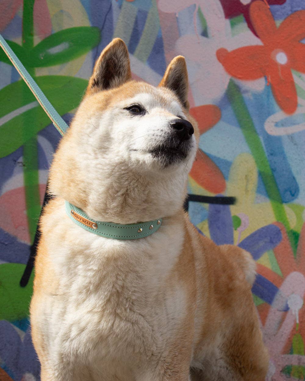 Hiro + Wolf – wholesale Pet collar – Dog – Luxury Leather Duo Tone Studded Dog Collar 'Mint + Tan'6