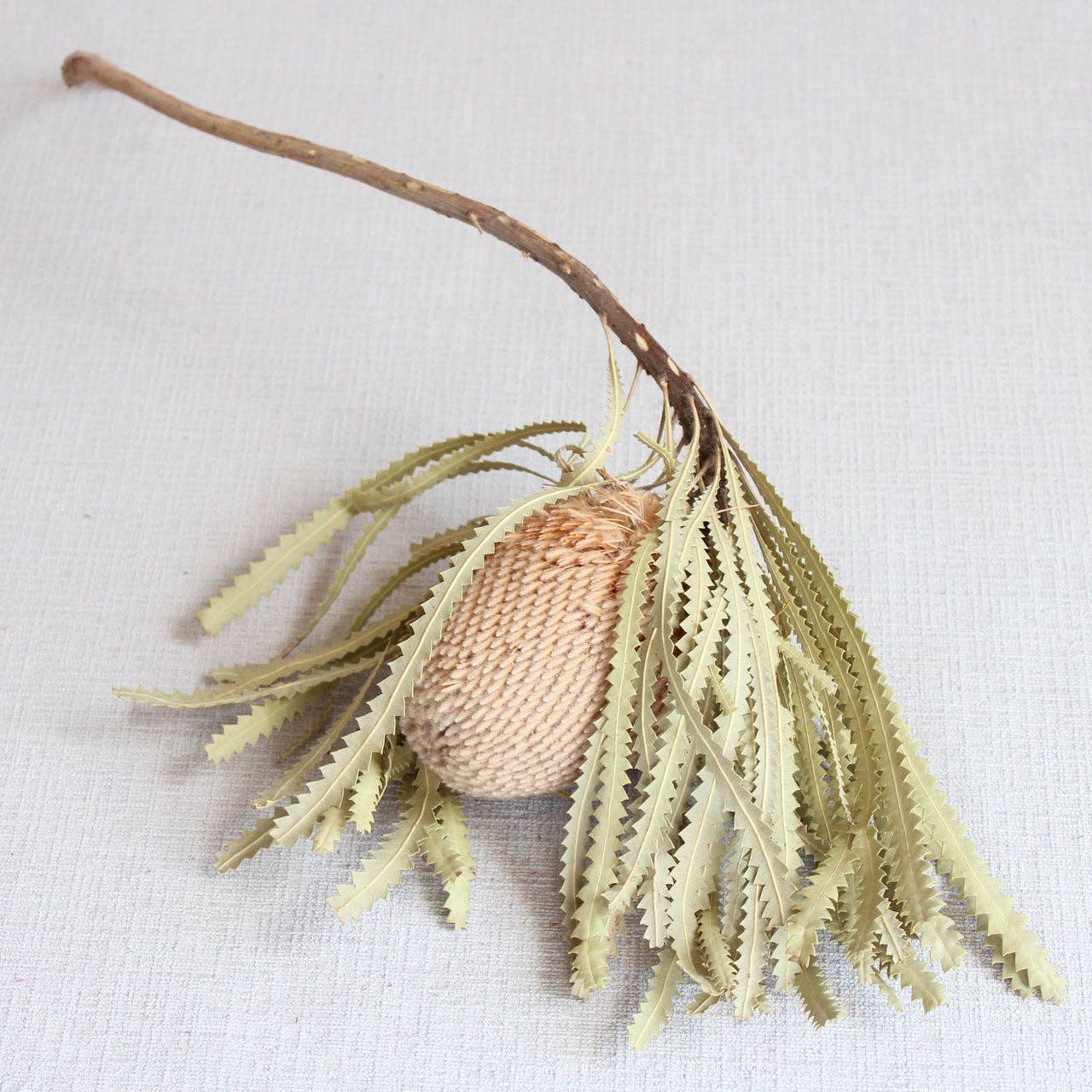 Roxanne's Dried Flowers - Wholesale Dried/Pressed Flowers - Banksia - Hookeriana0
