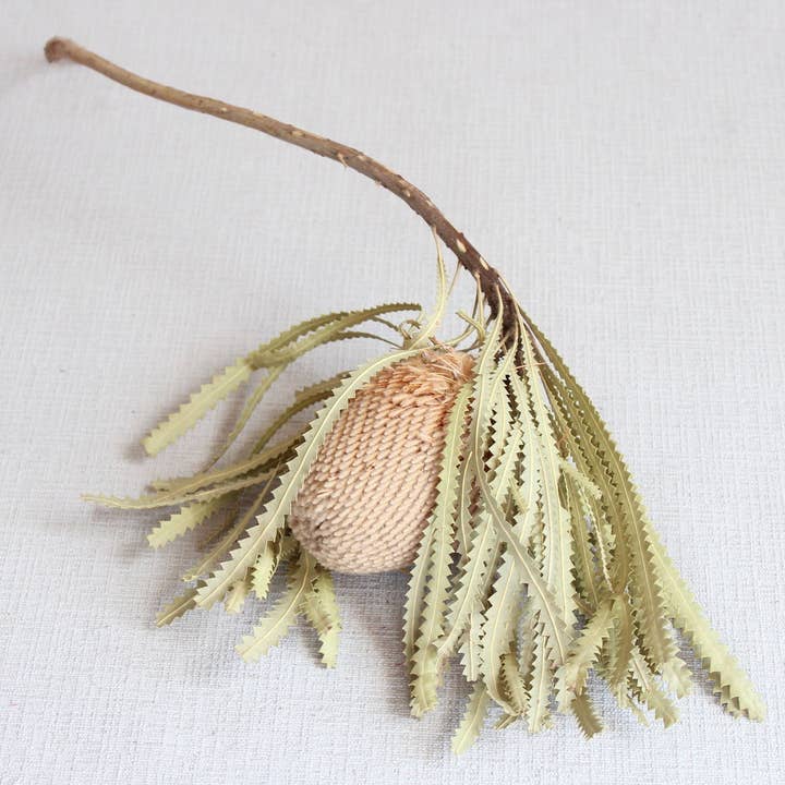 Roxanne's Dried Flowers - Wholesale Dried/Pressed Flowers - Banksia - Hookeriana