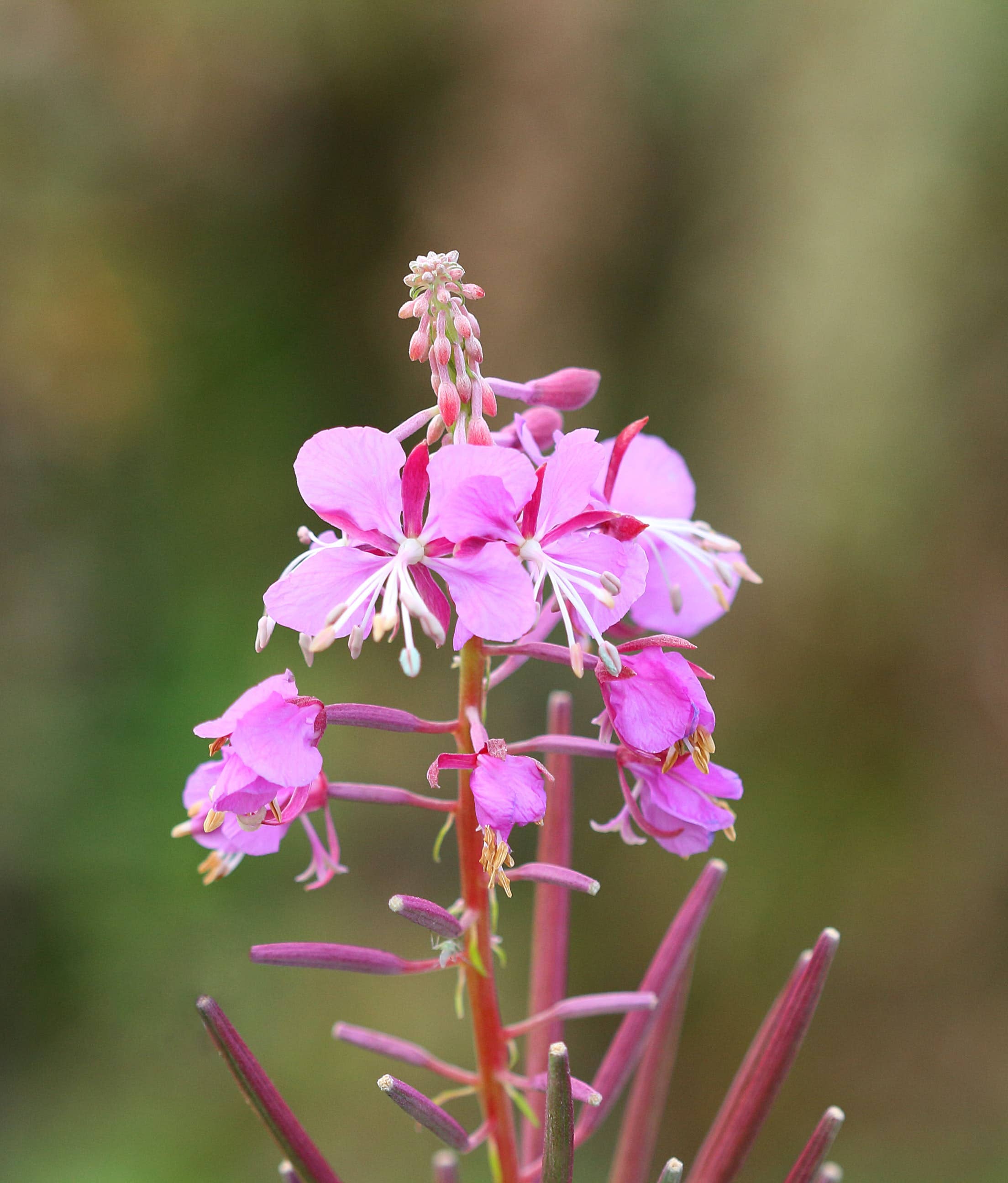 Whitworth Gallery - Wholesale Plant Seeds - Alaskan Fireweed Wildflower Seed Packets4