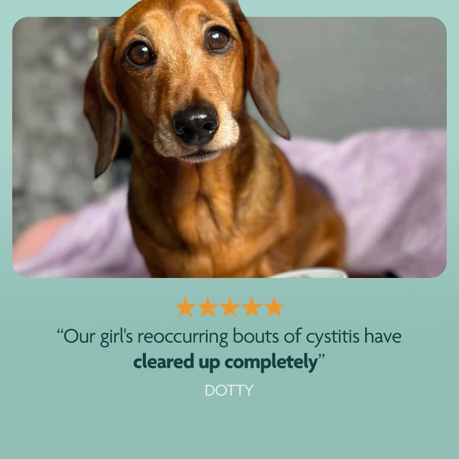 Omni - Venta al por mayor Suplemento - Perros - Omni Rescue - suplemento de ‘Cuidado de la Vejiga’6