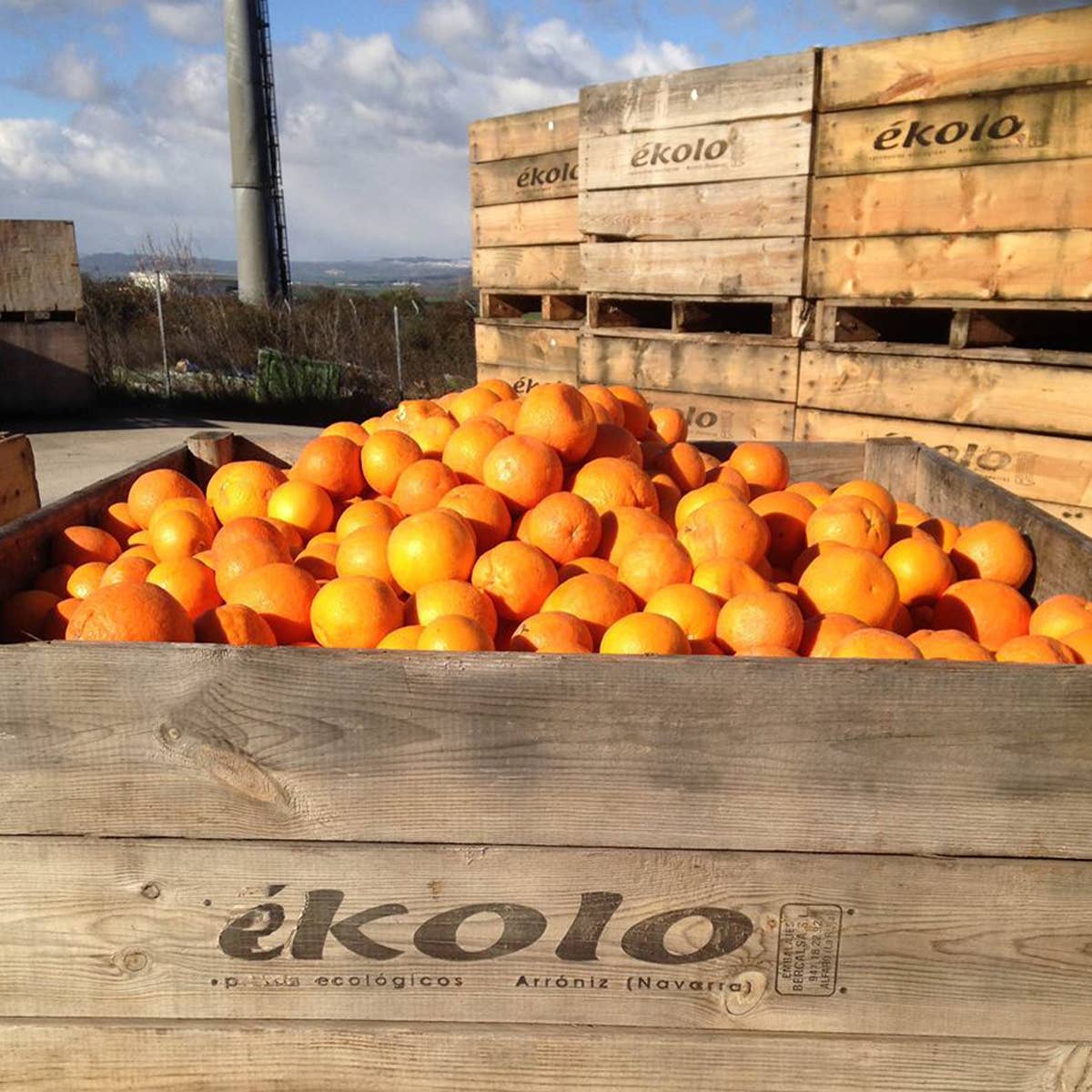 ekolo – Engroshandel Frugtjuice – Økologisk appelsinjuice, 100 % friskpresset, 6 stk. x 750 ml6