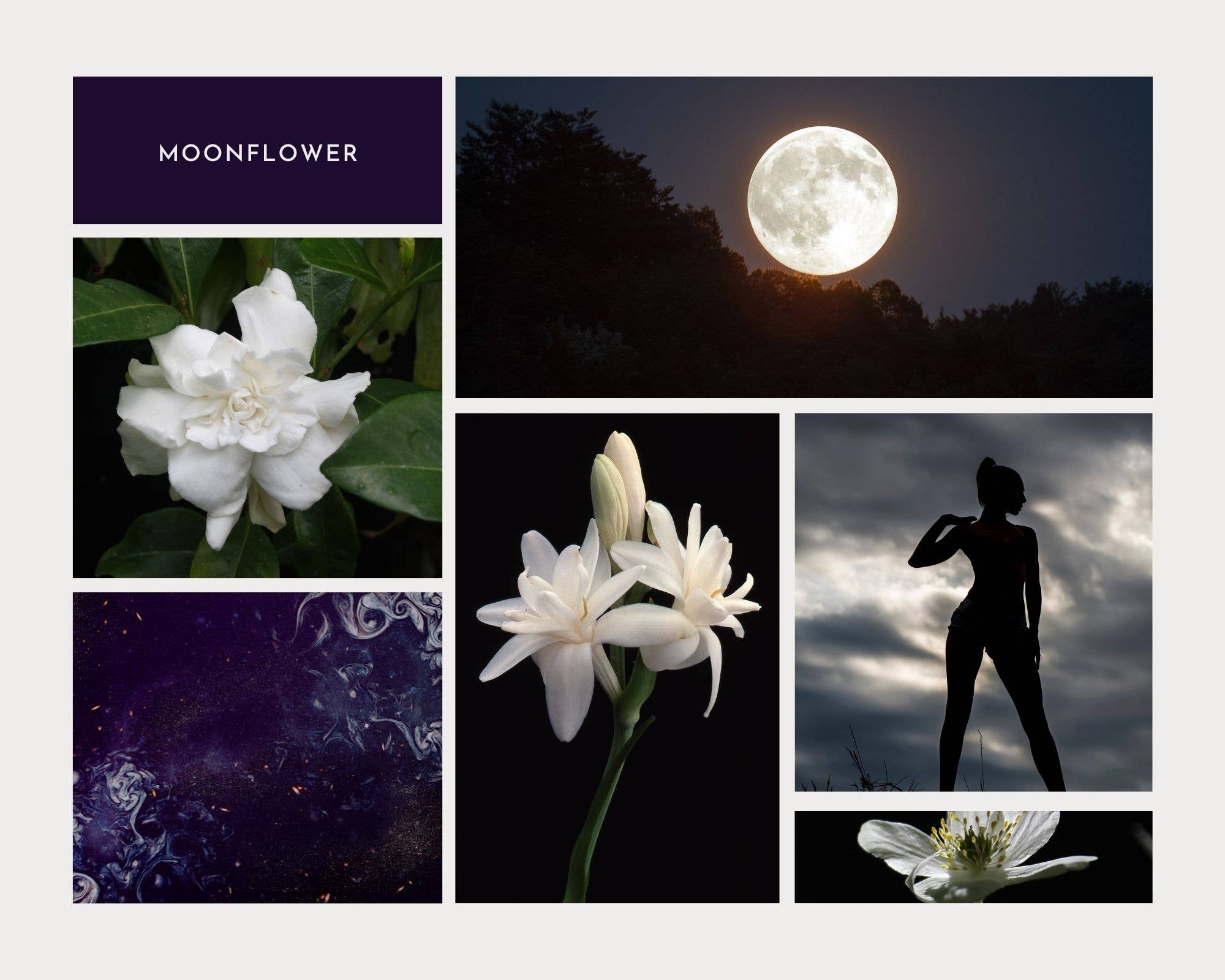 Herb & Root – Fragrância Roll-On por atacado – Óleo Perfumado Moonflower - Tuberosa, Jasmim, Flores Brancas1