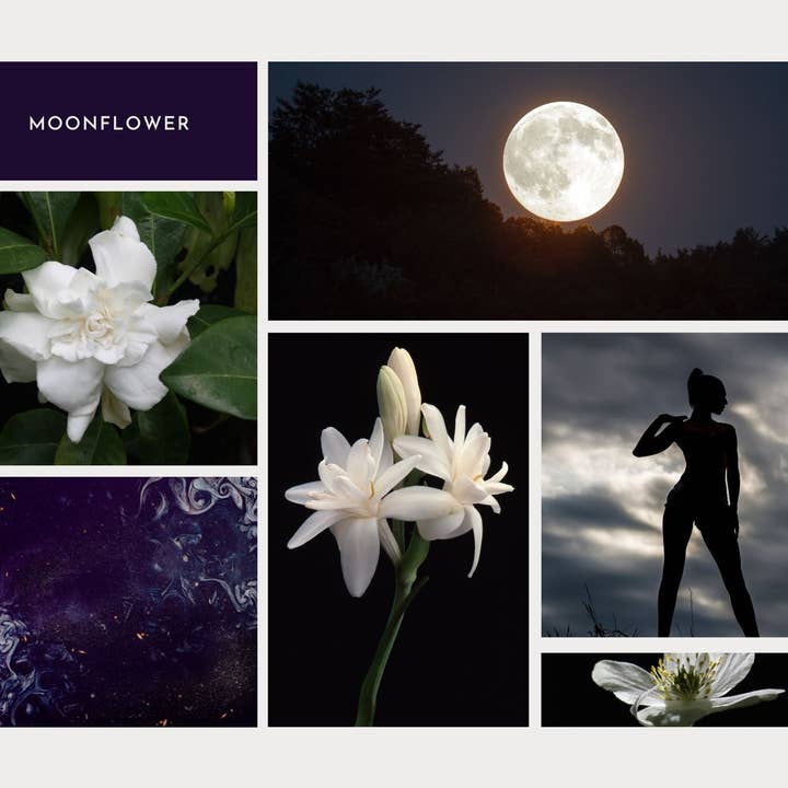 Herb & Root – Fragrância Roll-On por atacado – Óleo Perfumado Moonflower - Tuberosa, Jasmim, Flores Brancas1