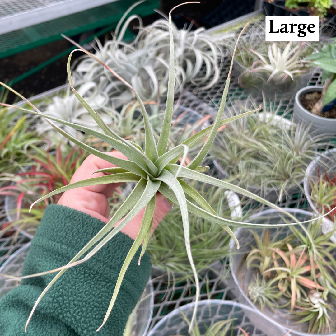 Thorsen's Greenhouse - Wholesale Live Plant - Air Plant - Assorted12