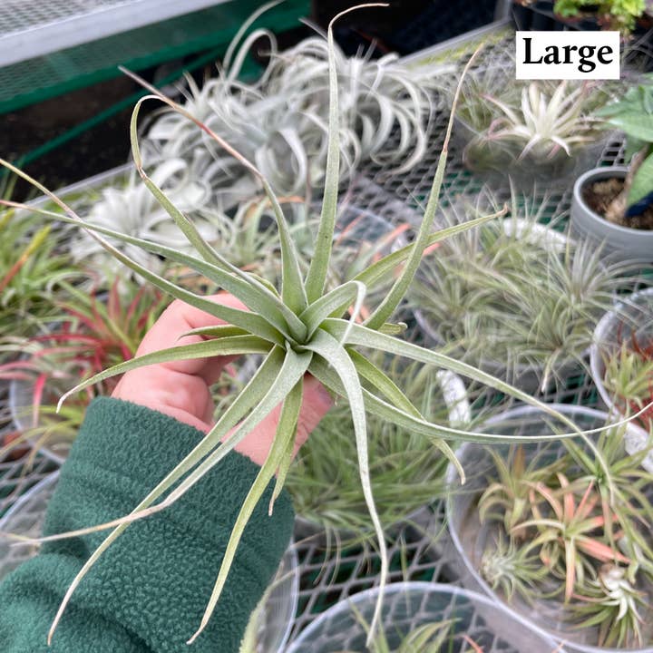 Thorsen's Greenhouse - Vente Plante - Air Plant - Assorti12
