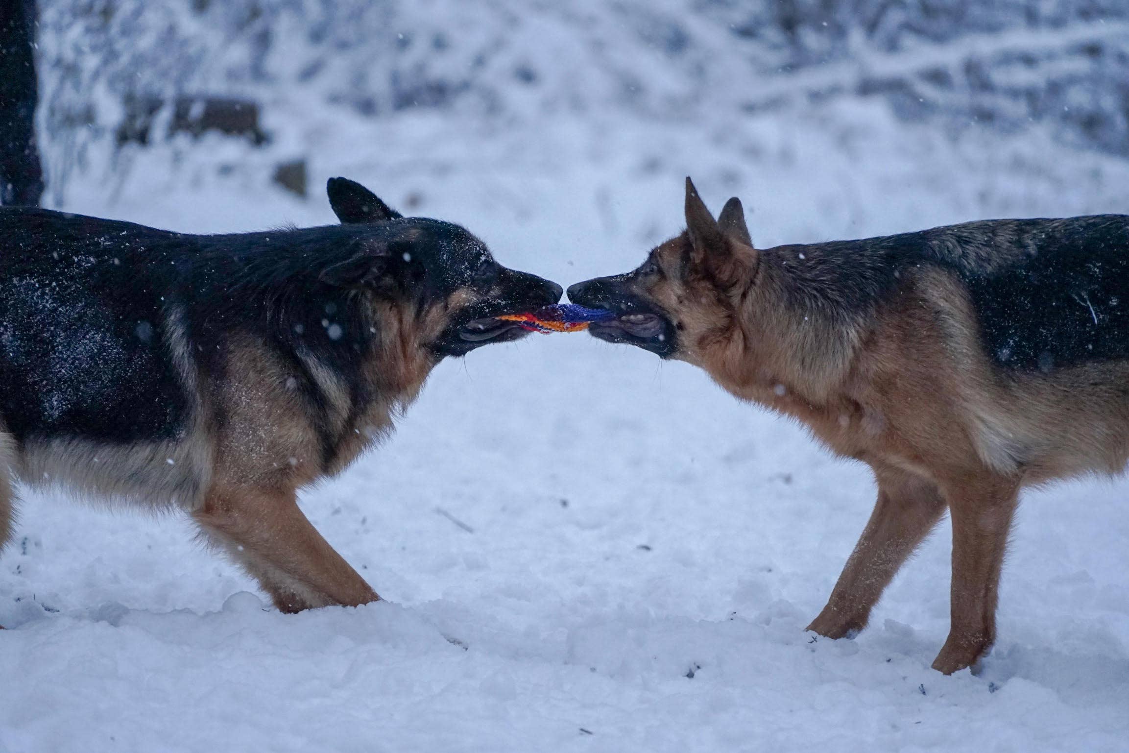 Buena Onda Games - Wholesale Sporting Game - Kids & Baby - MayaFlya (Pocket Disc) Sport variety pack3