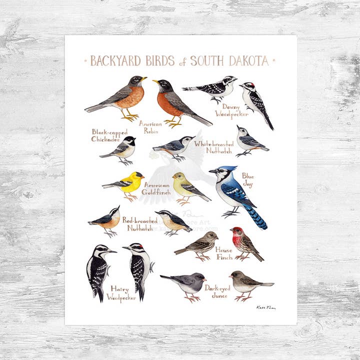 South Dakota 8x10 Backyard Birds Field Guide Art Print for wholesale by Kate Dolamore Art