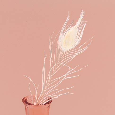 Plumes de paon blanchies pour la vente par Willow+Wicker