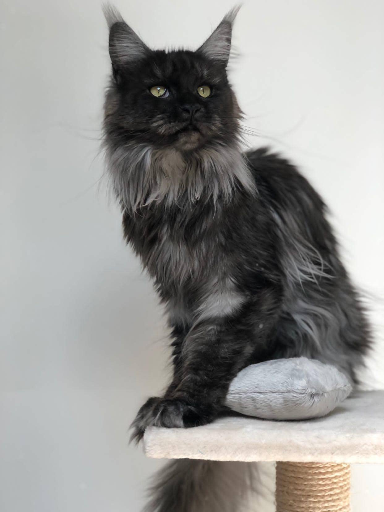 Evident – Engroshandel Legetøj - Kat – CASHMIR - Beroligende baldrianpude til katte2