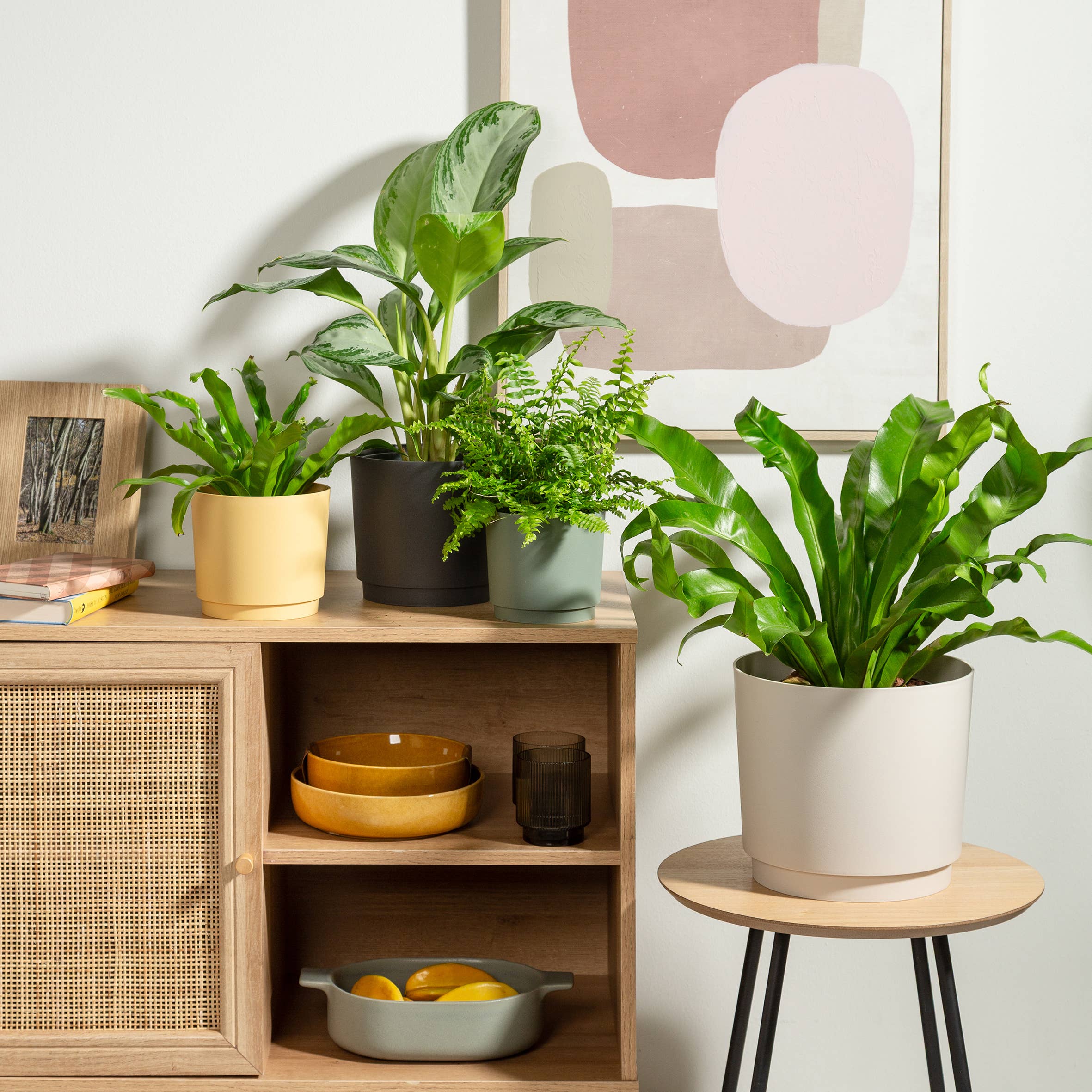 Scheurich - Wholesale Plant Pot - Flowerpot/Planter Plano 236/13 - 21 made of plastic6