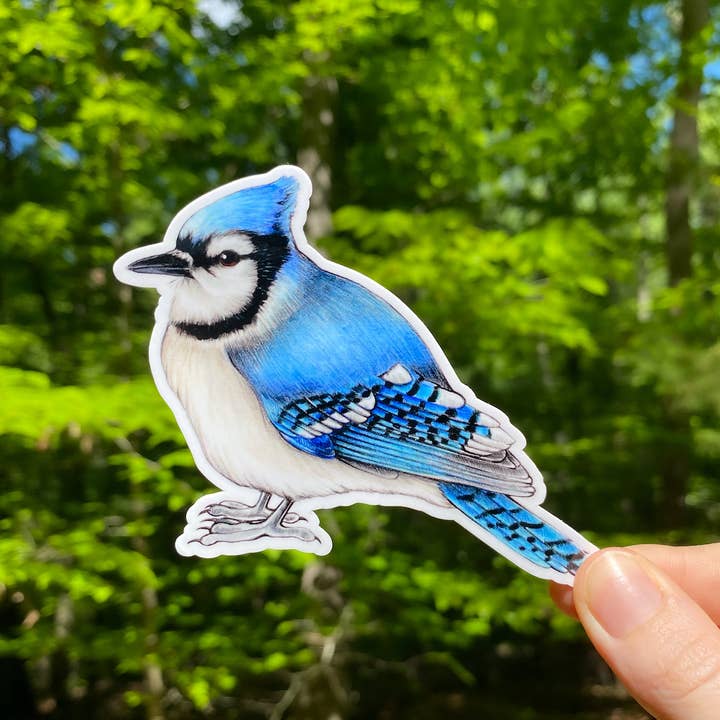 Blue Jay Bird Weatherproof Vinyl Sticker for wholesale by Allison Stoiser Art