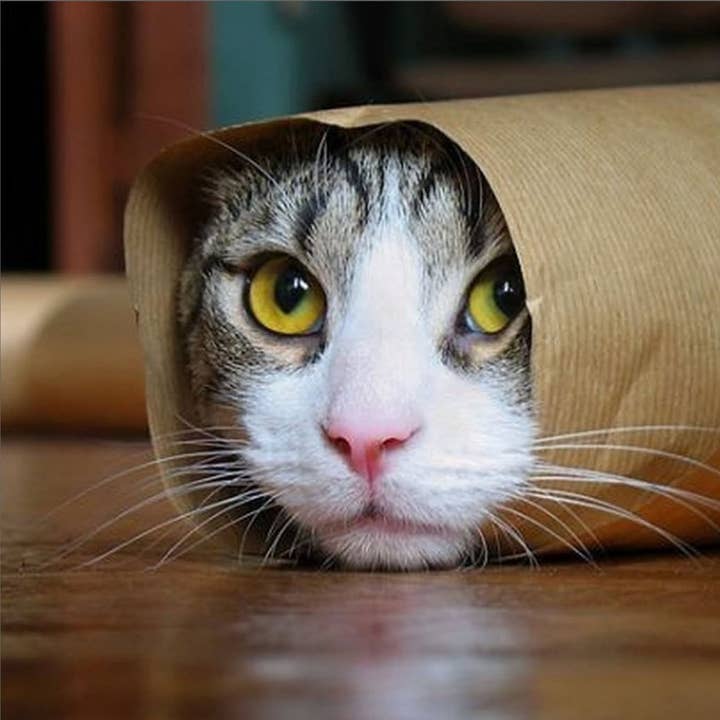 Purrito for wholesale by The Retrospect Group Collection