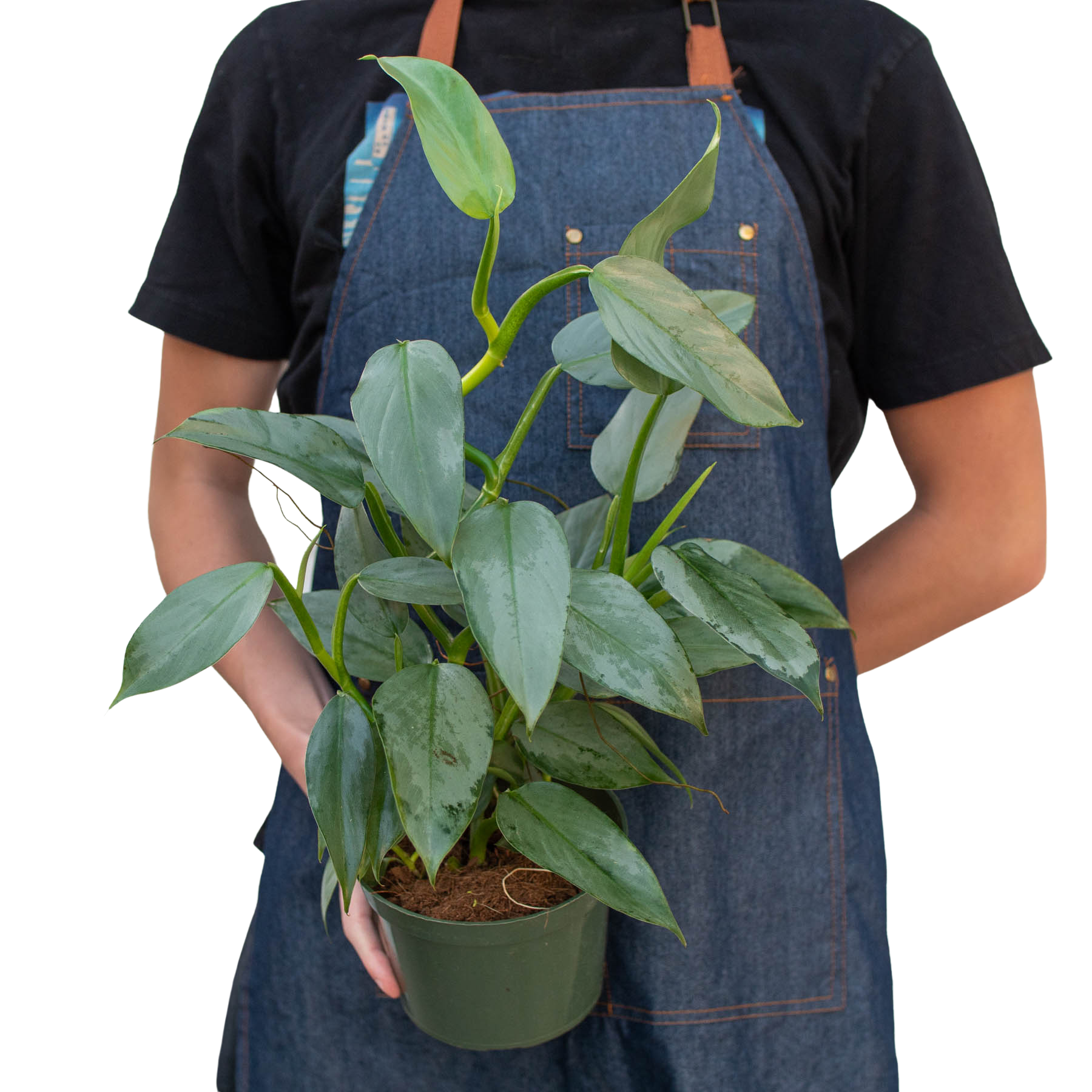 House Plant Wholesale - Wholesale Live Plant - Philodendron 'Silver Sword'7
