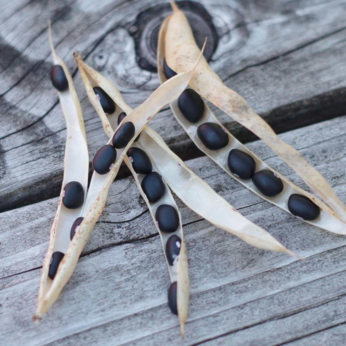 A.G.R. s.r.l. – wholesale Beans – ORGANIC Black Beans 300g. [EU only]6