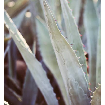 Winter Agave #3 Fine Art Photograph for wholesale by Alicia Bock Print Shop