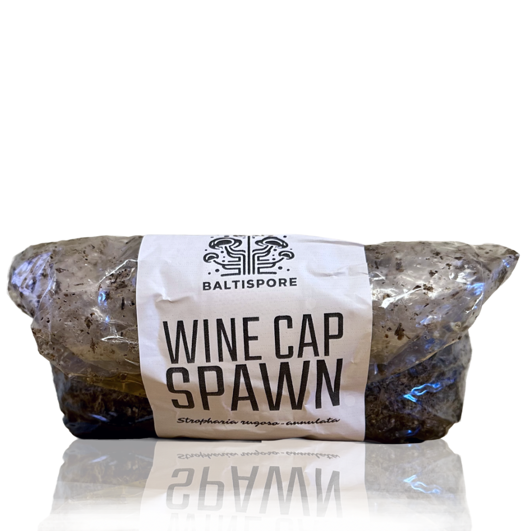 BaltiSpore LLC - Wholesale Plant seeds - Wine Cap Mushroom Spawn1