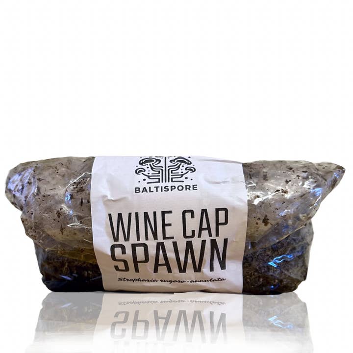 BaltiSpore LLC - Wholesale Plant seeds - Wine Cap Mushroom Spawn1