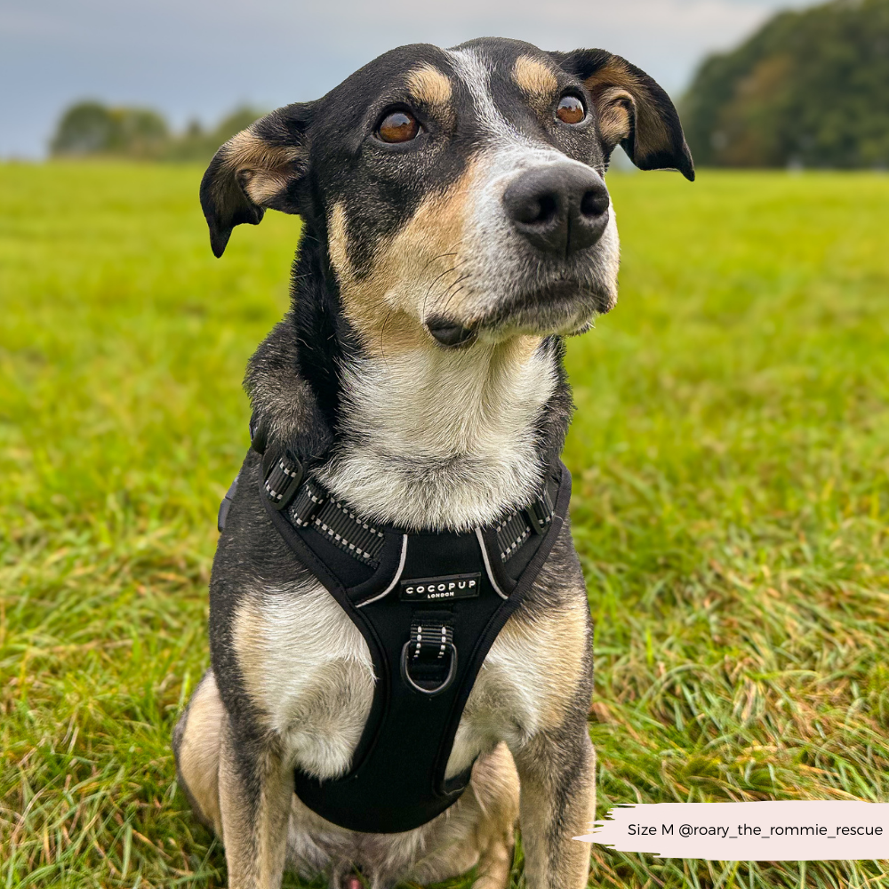 Cocopup London - Wholesale Pet Harness - Dog - Explore Harness - NAKD Liquorice13