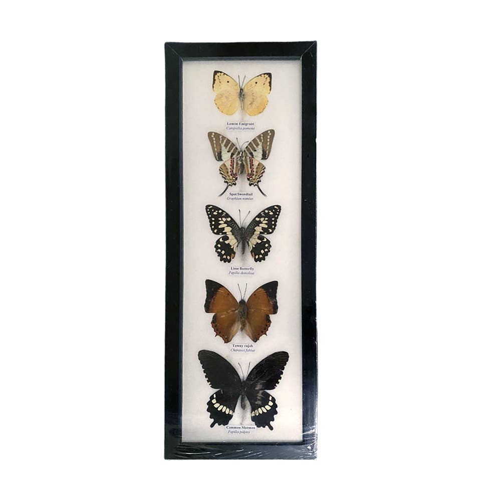 VIE – wholesale Wall Accent – Butterfly Mounted Under Glass, Assorted4