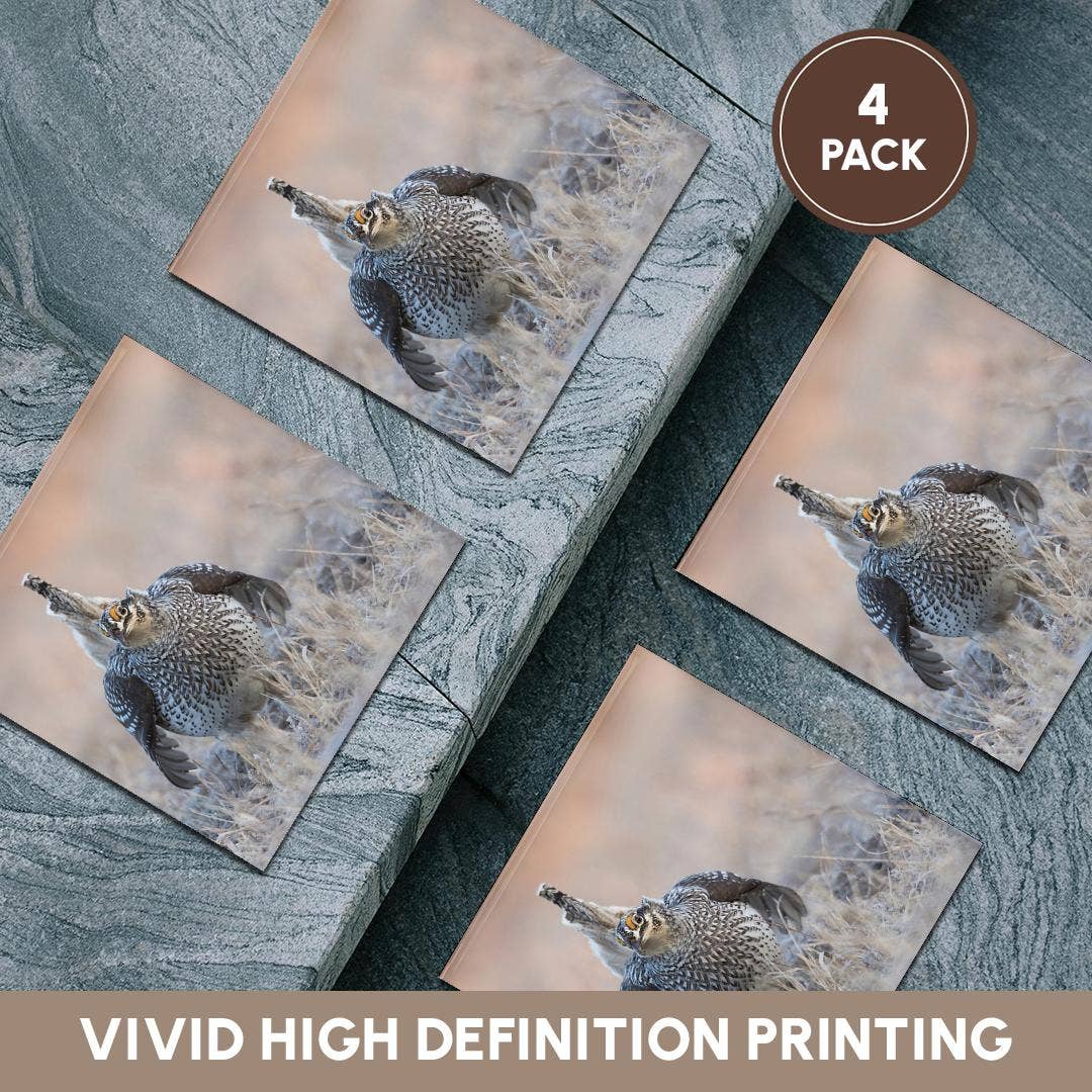 3dRose - Wholesale Coasters - 3dRose, Sharp-tailed grouse claiming lek territory, Coaster5
