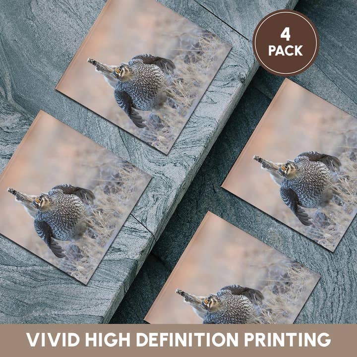 3dRose - Wholesale Coasters - 3dRose, Sharp-tailed grouse claiming lek territory, Coaster5