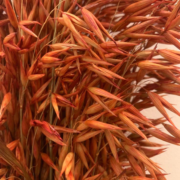 Uma Cantik - Wholesale Dried/Pressed Flowers - Avena Orange Dried Flowers1