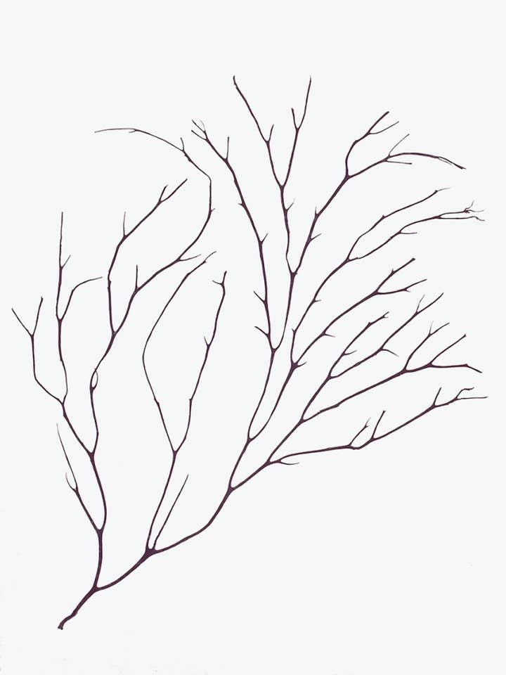 Seaweed Art Cartes de voeux 5x7 #3 pour la vente par Seaweed Artist