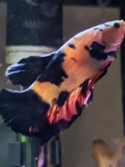 Daisy Betta Fisk Hängmatta med Hål för wholesale av Jinx and Luna Exotics