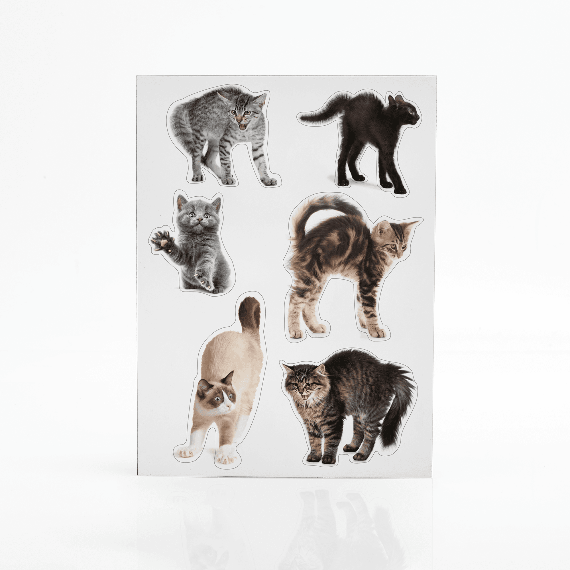 Mustard – wholesale Magnet – Scaredy Cat Magnets5