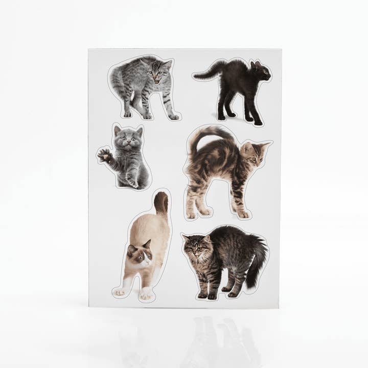 Mustard – wholesale Magnet – Scaredy Cat Magnets5