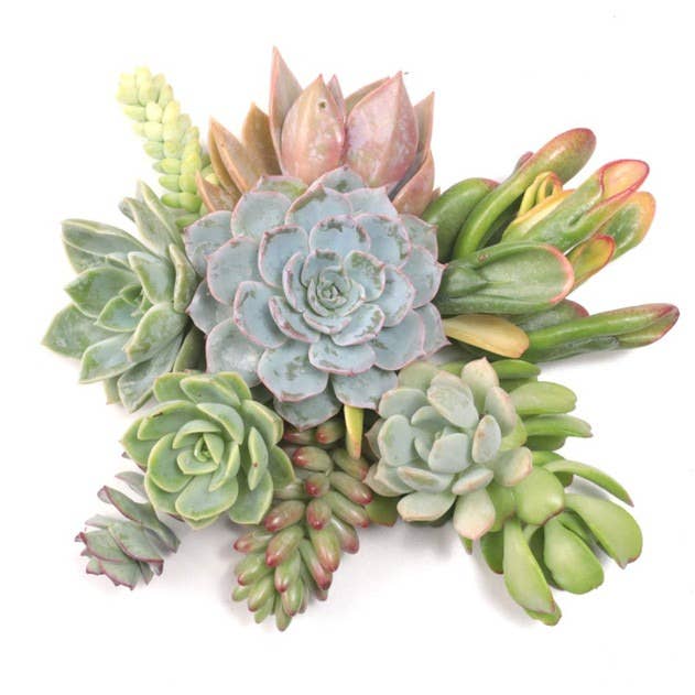 10-Pack Assorted Succulent Cuttings - 10+ Varieties for wholesale on Faire