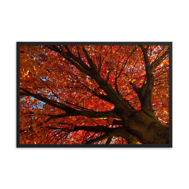 Décoration murale encadrée de photos de nature botanique orange chatoyante pour la vente par Pipa Wall Art & Home Decor