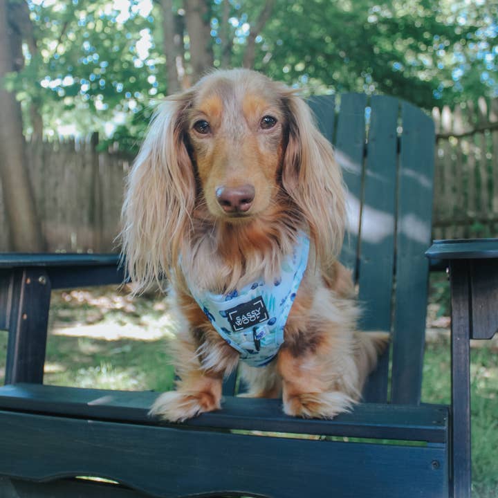 SASSY WOOF - Wholesale Pet Harness - Dog - Dog Adjustable Harness - Berry Sassy (Fruits)13