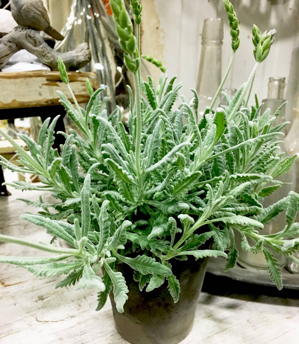 Bella Vintage Home Inc - Wholesale Live Plant - Live Plants- Goodwin Creek (short right now) 2-1-251