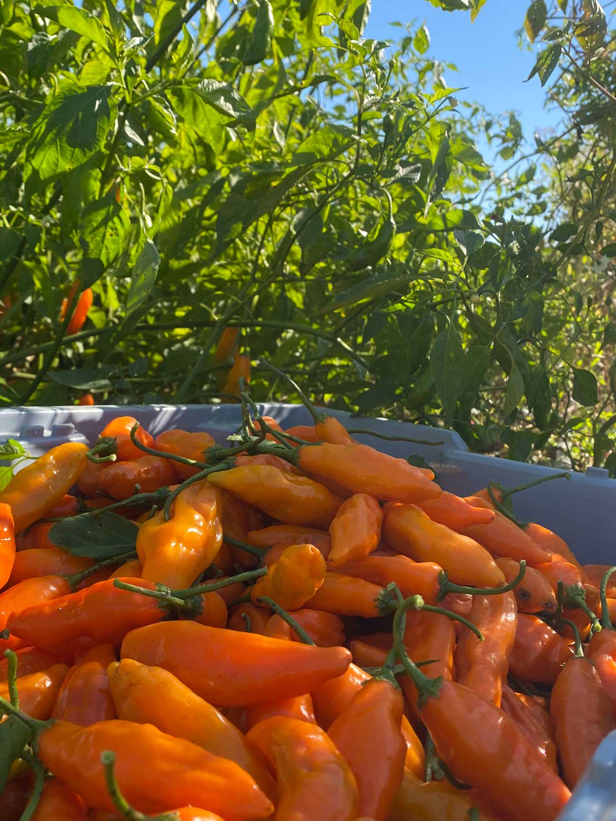 Springs Fireplace - Wholesale Hot Sauce - Aji Mango6