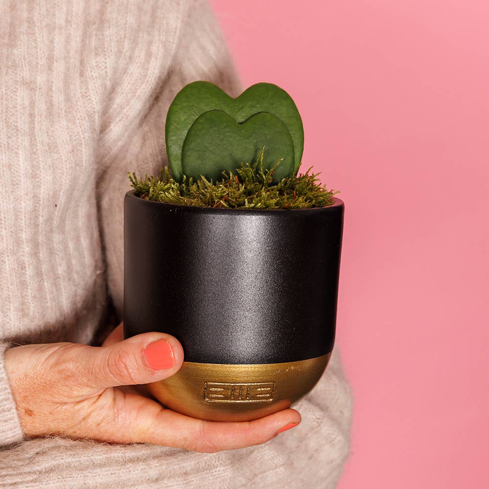 The Little Botanical – wholesale Succulent – Hoya Kerrii (Double Heart) 💚💚10