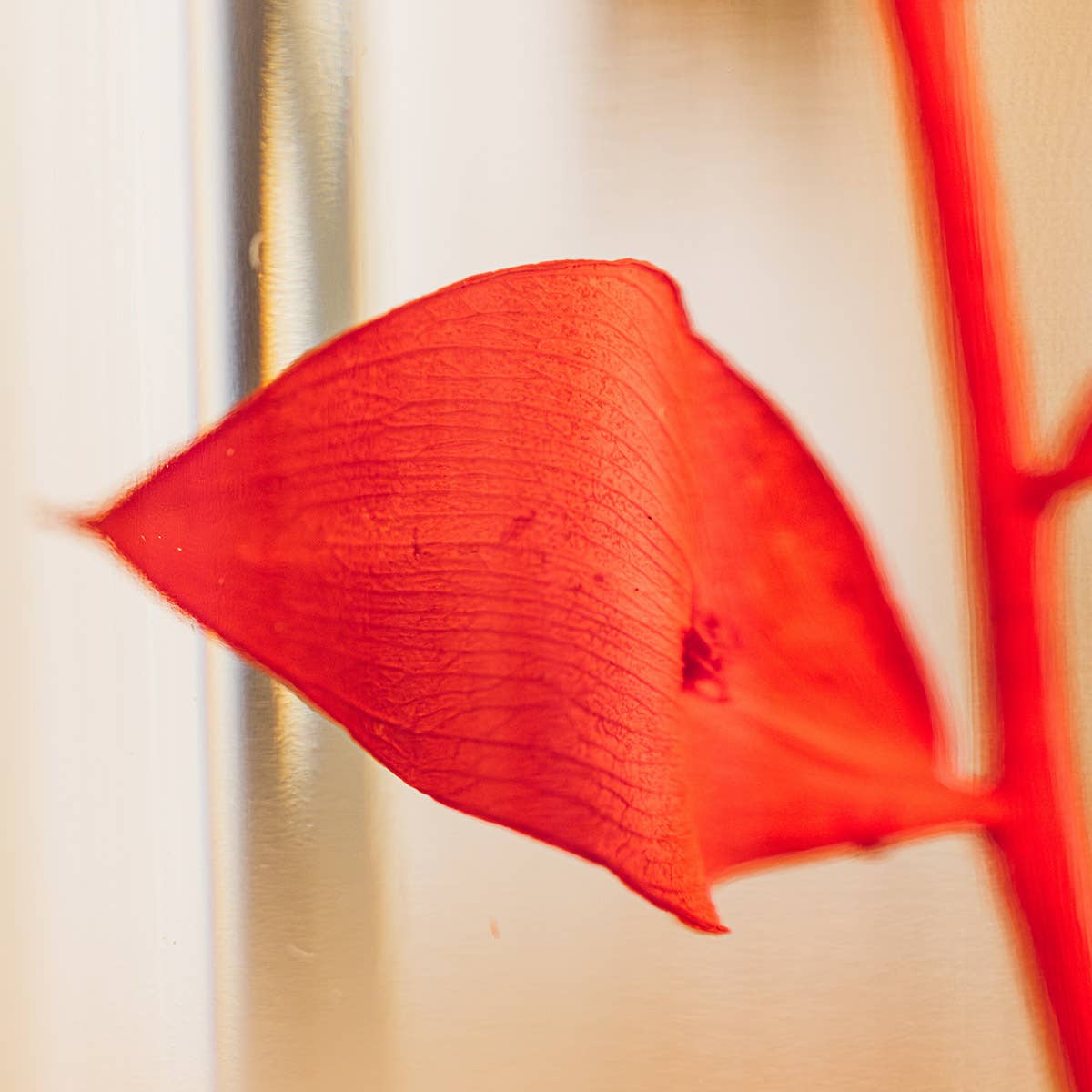 Theophile Berthon - Wholesale Live Plant - Red Ruscus Herbarium submerged plant6