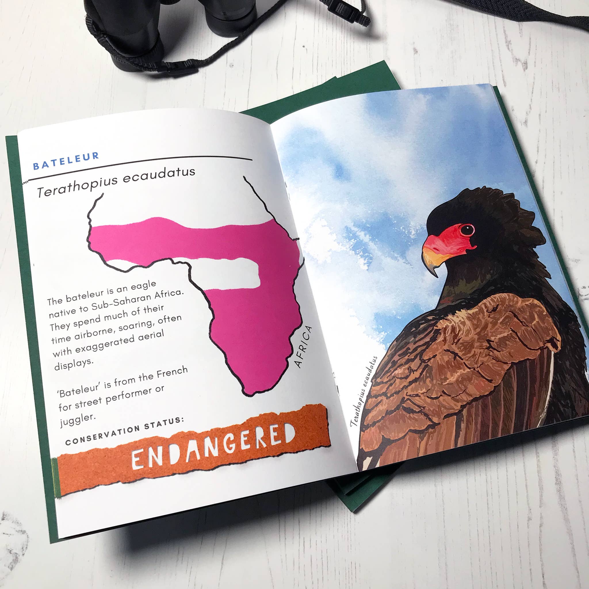 Loadofolbobbins - Wholesale Nature & Outdoors - Bird Illustration Zine 20243